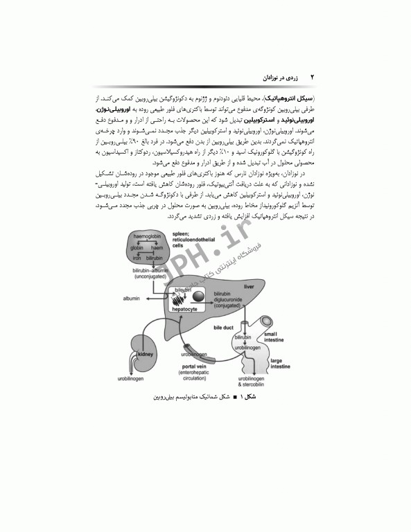 زردی در نوزادان و پاسخ به سوالات رایج