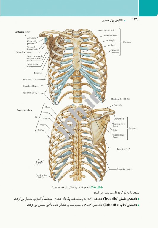 آناتومی برای مامایی دکتر گلچینی و موسوی