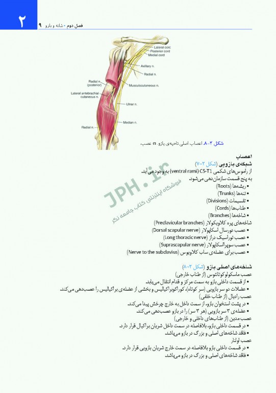 دسترسی‌های جراحی ستون فقرات و ارتوپدی از دیدگاه آناتومی