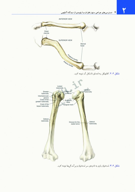 دسترسی‌های جراحی ستون فقرات و ارتوپدی از دیدگاه آناتومی