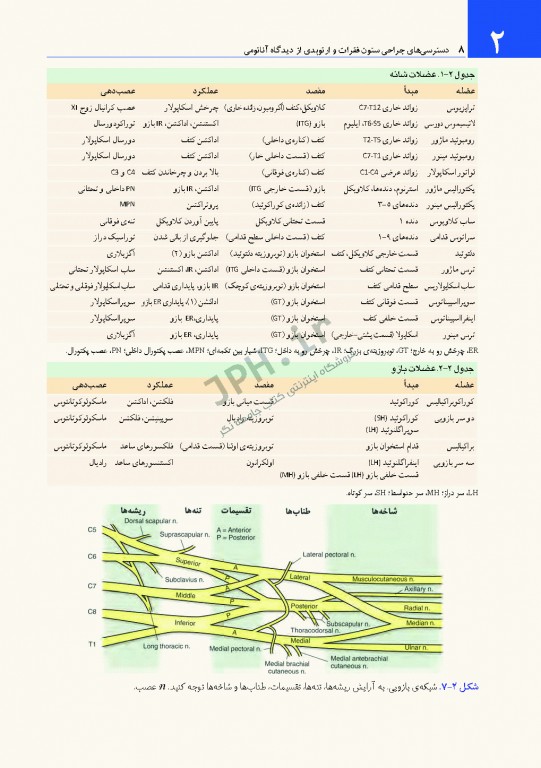 دسترسی‌های جراحی ستون فقرات و ارتوپدی از دیدگاه آناتومی