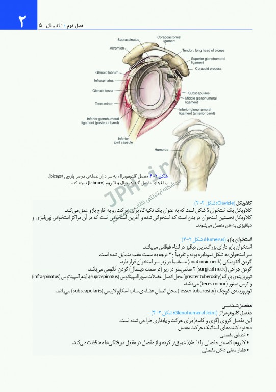 دسترسی‌های جراحی ستون فقرات و ارتوپدی از دیدگاه آناتومی