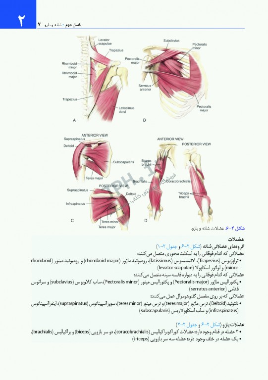 دسترسی‌های جراحی ستون فقرات و ارتوپدی از دیدگاه آناتومی
