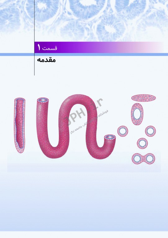 اطلس بافت شناسی دیفیوره 2017 به همراه ارتباطات عملکردی