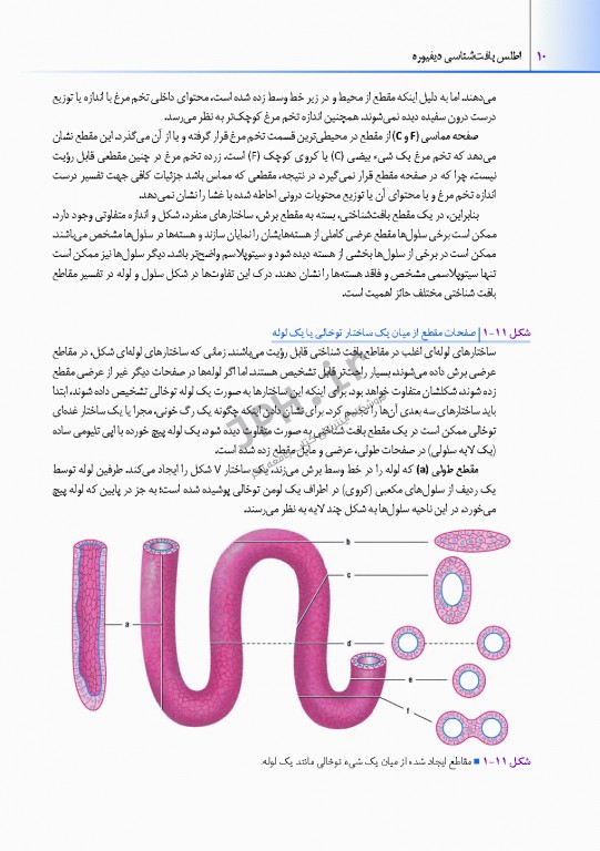 اطلس بافت شناسی دیفیوره 2017 به همراه ارتباطات عملکردی