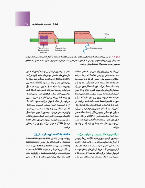 جنین‌شناسی پزشکی لانگمن 2019 دکتر حسن زاده نشر ارجمند