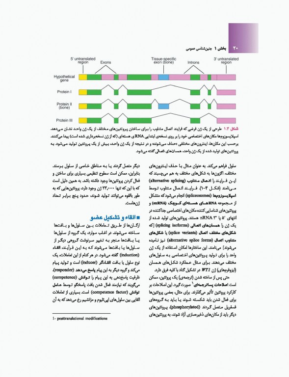 جنین‌شناسی پزشکی لانگمن 2019 دکتر حسن زاده نشر ارجمند