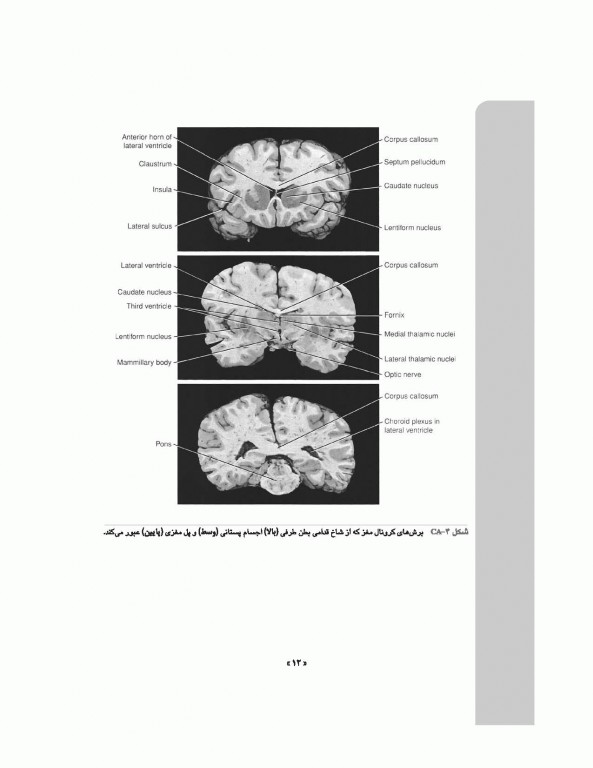 نوروآناتومی بالینی اسنل 2019 دکتر غلامرضا حسن زاده