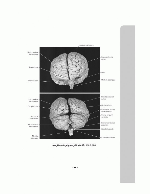 نوروآناتومی بالینی اسنل 2019 دکتر غلامرضا حسن زاده