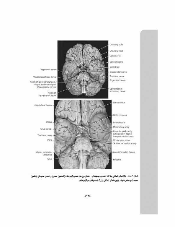 نوروآناتومی بالینی اسنل 2019 دکتر غلامرضا حسن زاده