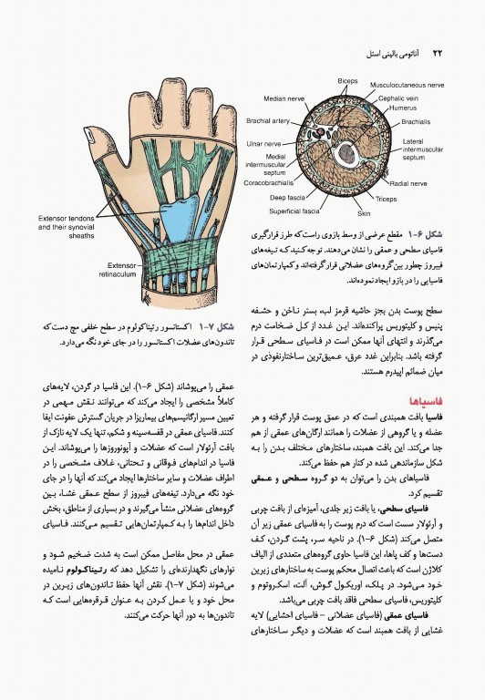آناتومی بالینی اسنل 2019 دکتر حسن زاده جلد اول تنه