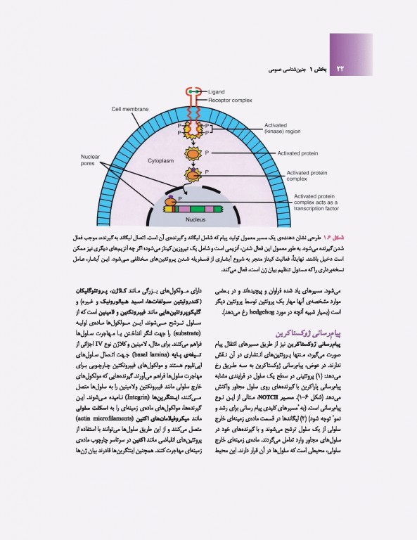 جنین‌شناسی پزشکی لانگمن 2019 دکتر حسن زاده نشر ارجمند