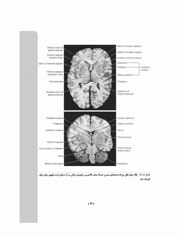 نوروآناتومی بالینی اسنل 2019 دکتر غلامرضا حسن زاده