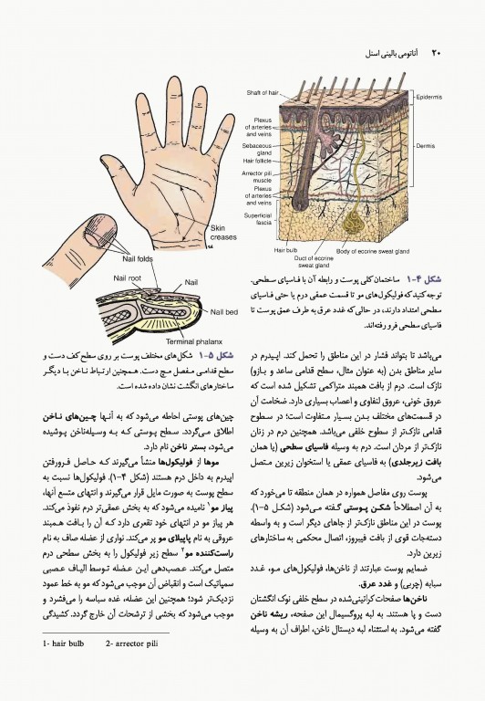 آناتومی بالینی اسنل 2019 دکتر حسن زاده جلد اول تنه