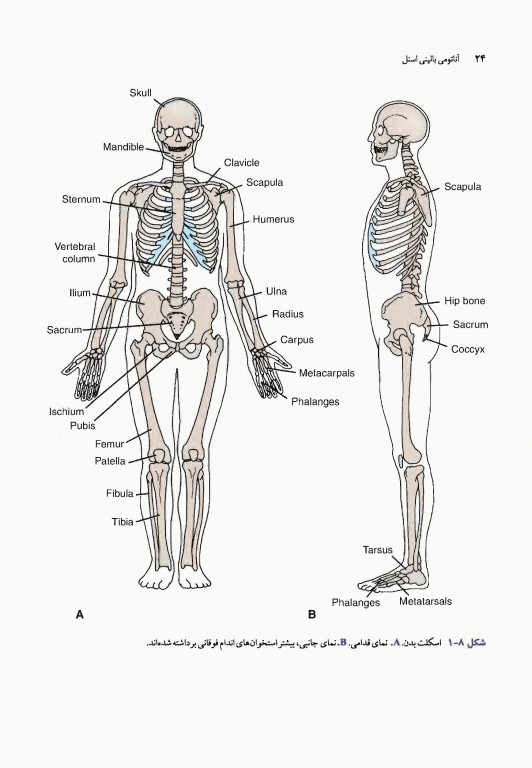 آناتومی بالینی اسنل 2019 دکتر حسن زاده جلد اول تنه