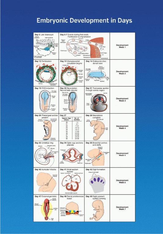 جنین‌شناسی پزشکی لانگمن 2024 دکتر قاضی جهانی