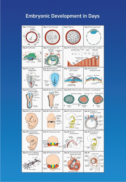 جنین‌شناسی پزشکی لانگمن 2024 دکتر قاضی جهانی