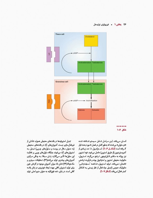 اندوکرینولوژی بالینی زنان و ناباروری اسپیروف 2020 جلد اول