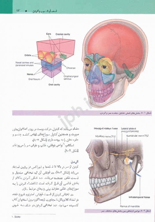آناتومی گری 2020 برای دانشجویان جلد سوم سر و گردن ترجمه دکتر مهدی‌زاده
