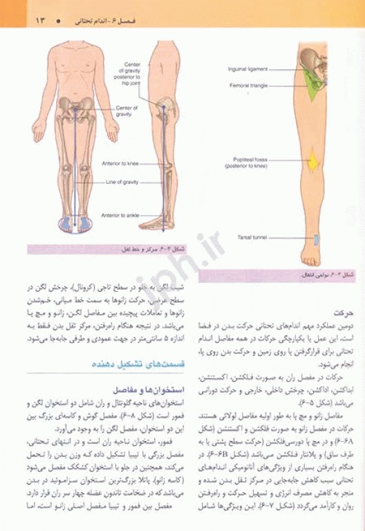 آناتومی گری 2020 برای دانشجویان جلد اول تنه ترجمه دکتر مهدی‌زاده