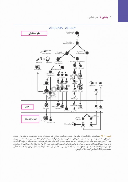 پرستاری داخلی و جراحی برونر و سودارث 2018 جلد7 خون شناسی