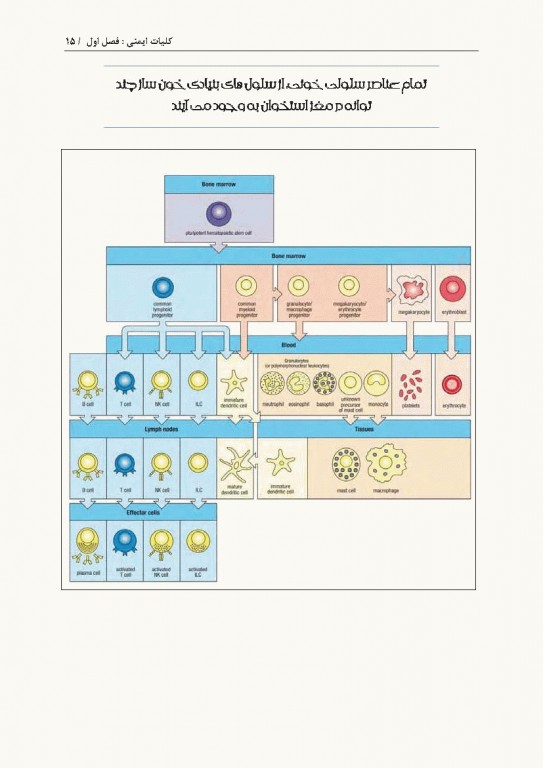 نمودارنامه ایمنی‌شناسی بر اساس ایمونولوژی ابوالعباس و جنوی