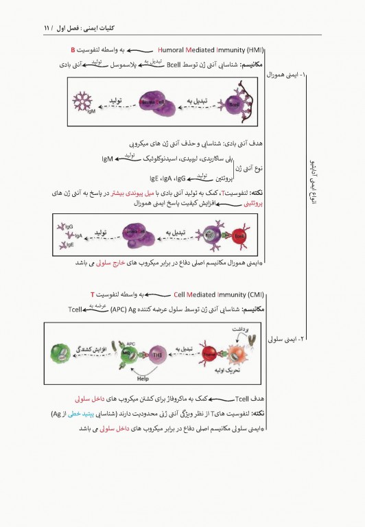 نمودارنامه ایمنی‌شناسی بر اساس ایمونولوژی ابوالعباس و جنوی