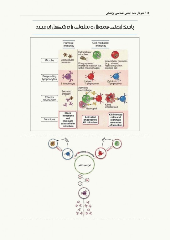 نمودارنامه ایمنی‌شناسی بر اساس ایمونولوژی ابوالعباس و جنوی