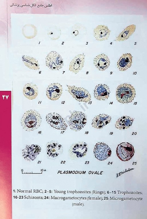 اطلس جامع انگل‌شناسی پزشکی دکتر محمد جواد غروی