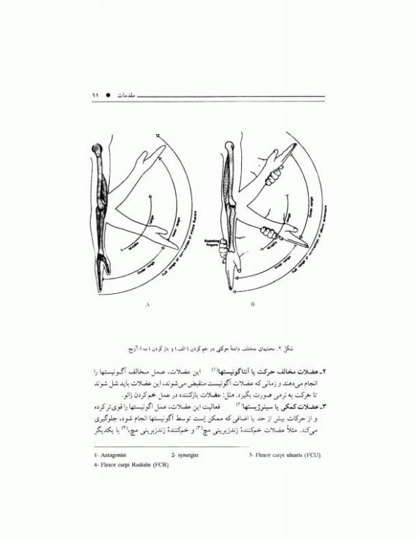 حرکت درمانی اصول و روش‌ها دکتر نقدی