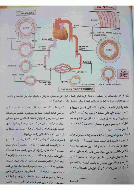 آسیب‌شناسی پایه اختصاصی رابینز 2018 ترجمه دکتر شکور