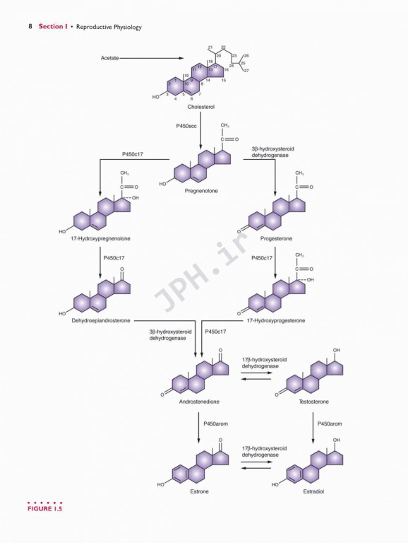 اندوکرینولوژی بالینی زنان و ناباروری اسپیروف | Speroffs Clinical Gynecologic Endocrinology 9th Edition