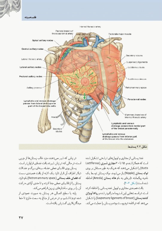 خلاصه آناتومی گری برای دانشجویان 2020