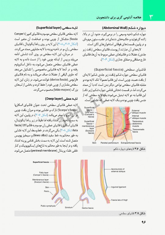 خلاصه آناتومی گری برای دانشجویان 2020