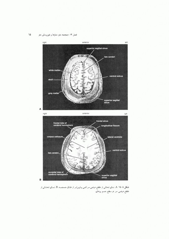 آناتومی سیستمیک اسنل جلد چهارم دستگاه عصبی
