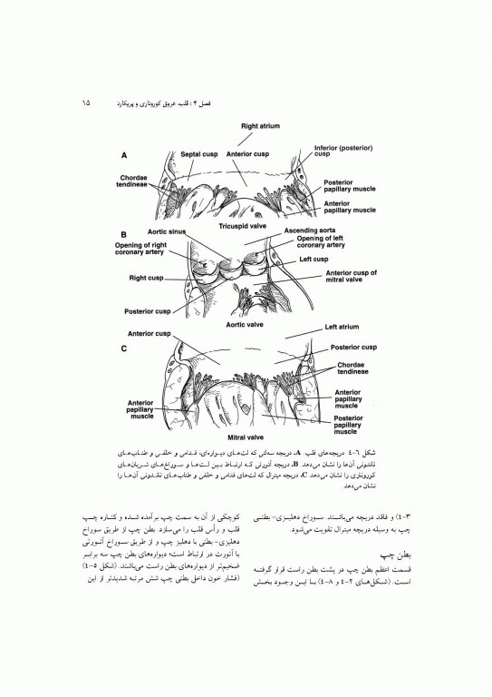 آناتومی سیستمیک اسنل جلد دوم دستگاه قلب و عروق