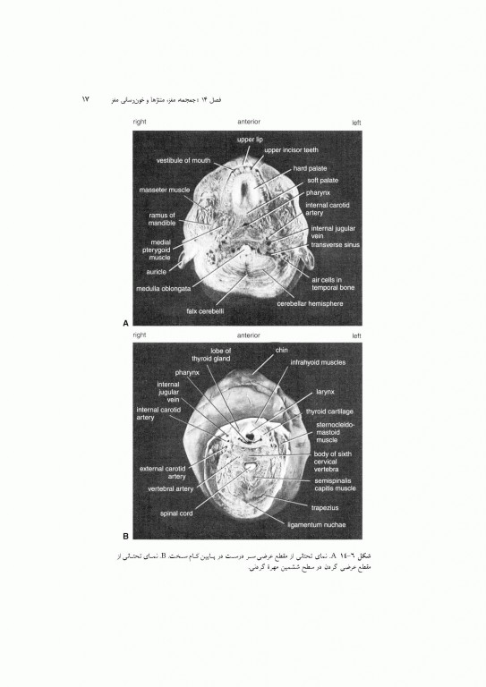 آناتومی سیستمیک اسنل جلد چهارم دستگاه عصبی