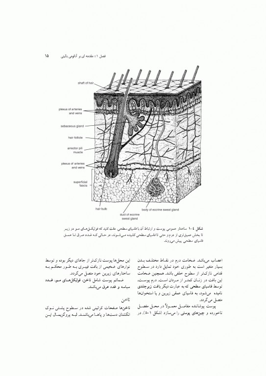 آناتومی سیستمیک اسنل جلد اول دستگاه تنفسی