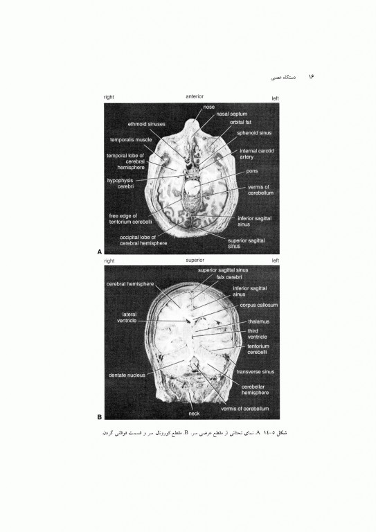 آناتومی سیستمیک اسنل جلد چهارم دستگاه عصبی