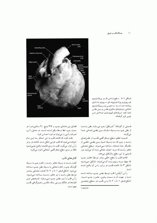 آناتومی سیستمیک اسنل جلد دوم دستگاه قلب و عروق