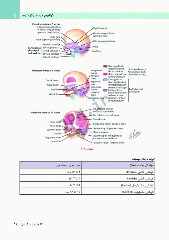 آناتومی سر و گردن برای دندانپزشکی نتر 2017