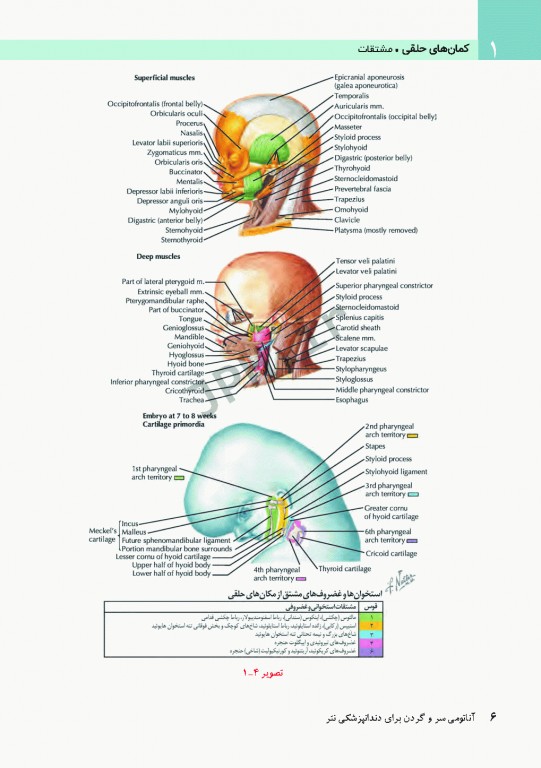 آناتومی سر و گردن برای دندانپزشکی نتر 2017