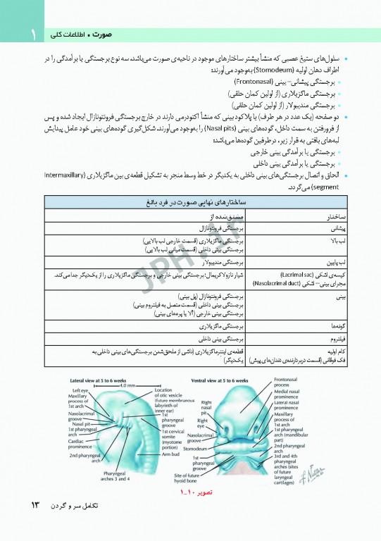 آناتومی سر و گردن برای دندانپزشکی نتر 2017