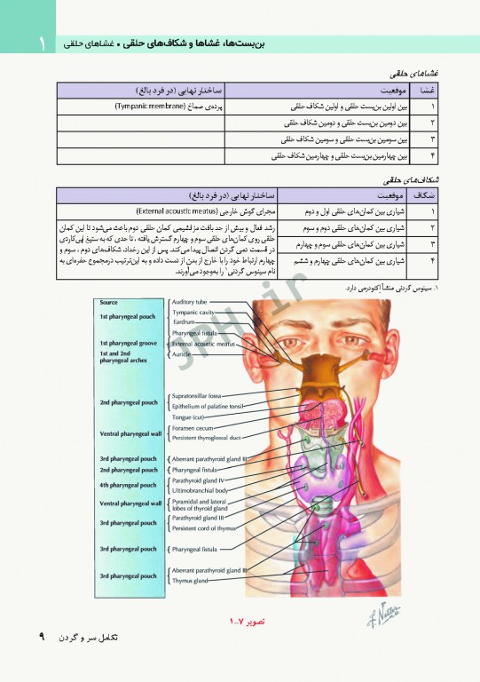 آناتومی سر و گردن برای دندانپزشکی نتر 2017