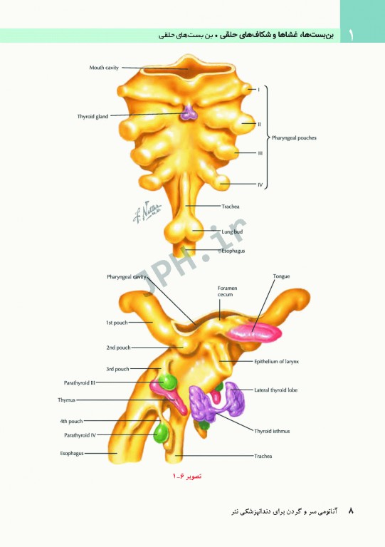 آناتومی سر و گردن برای دندانپزشکی نتر 2017