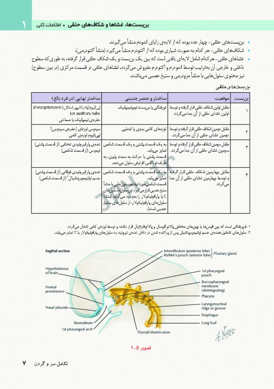 آناتومی سر و گردن برای دندانپزشکی نتر 2017