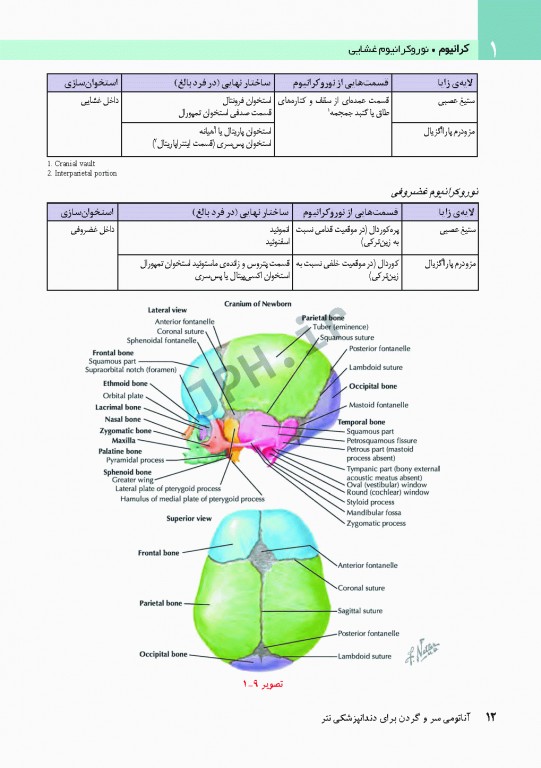 آناتومی سر و گردن برای دندانپزشکی نتر 2017