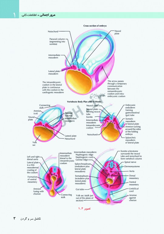 آناتومی سر و گردن برای دندانپزشکی نتر 2017