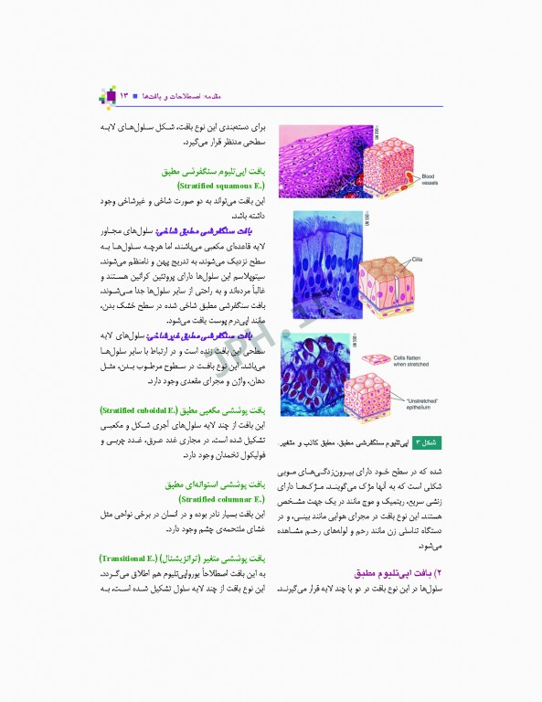 آناتومی عمومی یگانه