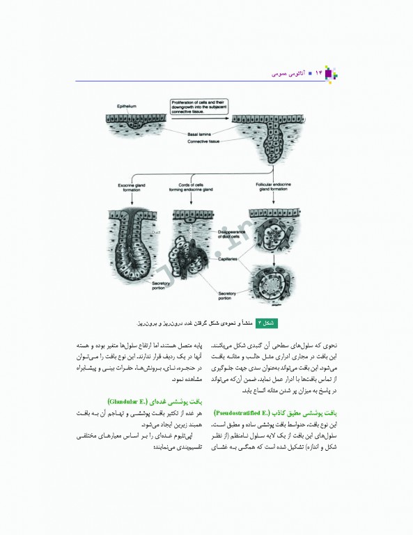 آناتومی عمومی یگانه